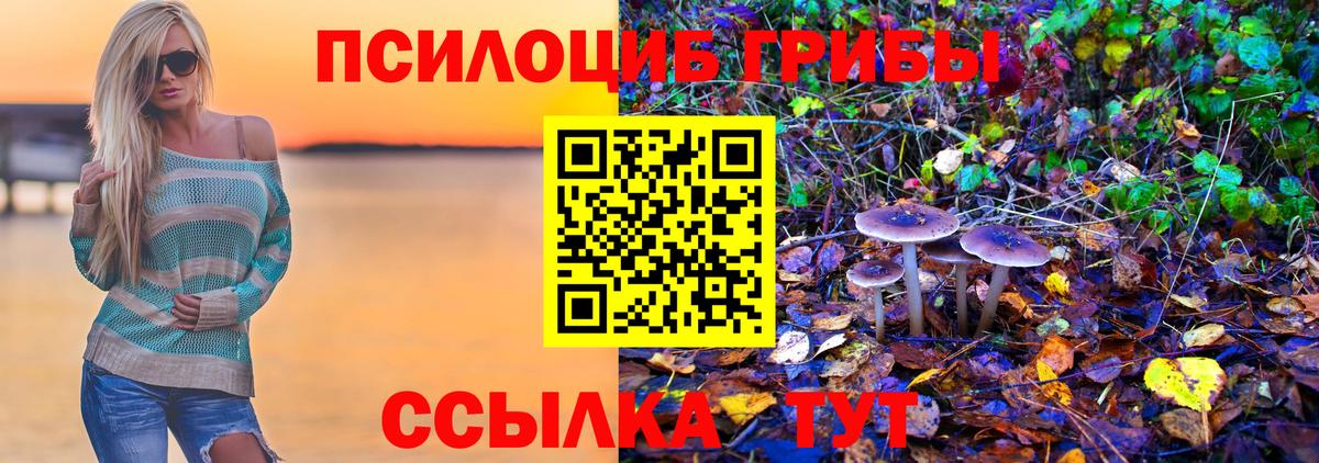 Псилоцибиновые грибы Psilocybe Гулькевичи